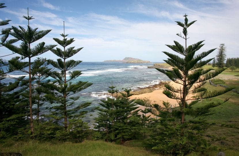 Araucaria heterophylla adulta creciendo en su hábitat
