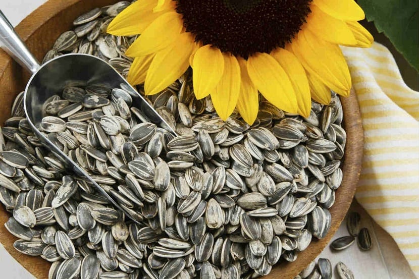 Pipas de girasol: variedades, secado y conservación