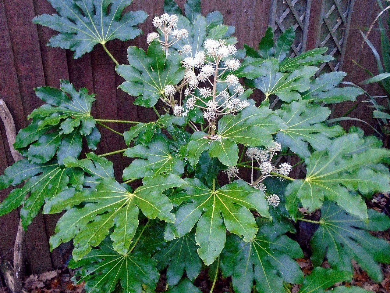 Planta aralia (Fatsia japonica): cuidados y poda