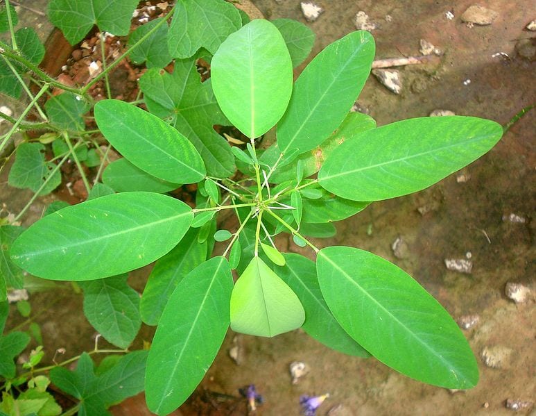 Planta bailarina: cómo se mueven las plantas