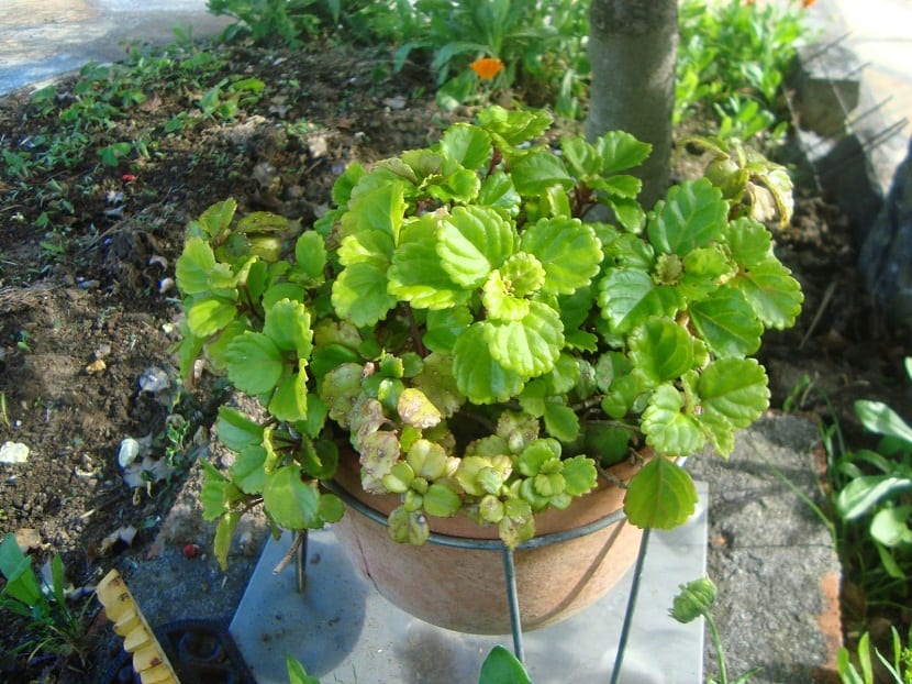 Pilea peperomioides en maceta con hojas circulares