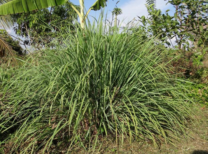 Planta de limoncillo: cuál es cada una y para qué