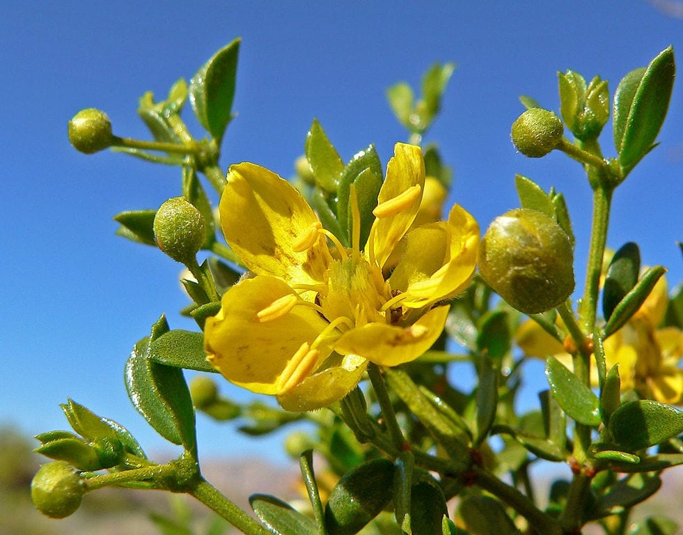 Mata de Larrea tridentata en el desierto