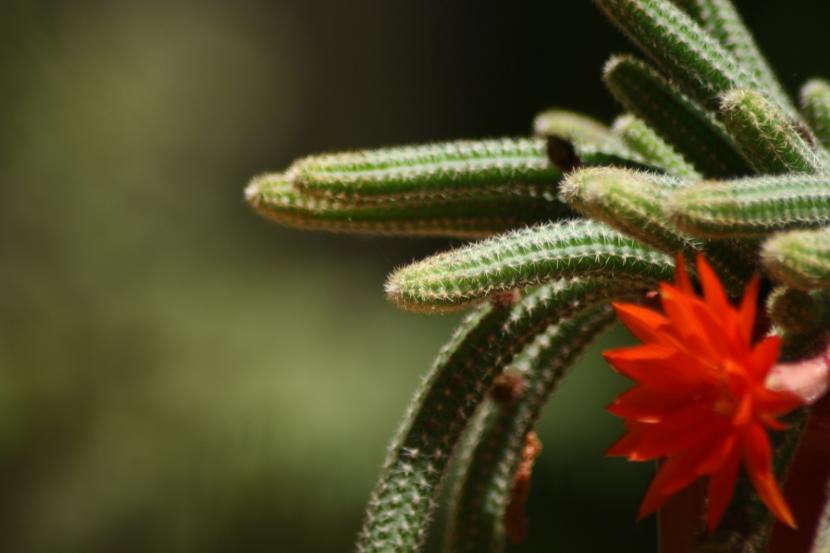 Chamaecereus silvestrii con sus flores rojas