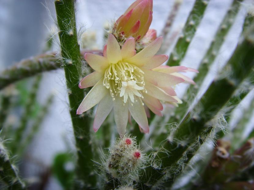 Rhipsalis pilocarpa de tallos finos cubiertos de pelos blancos