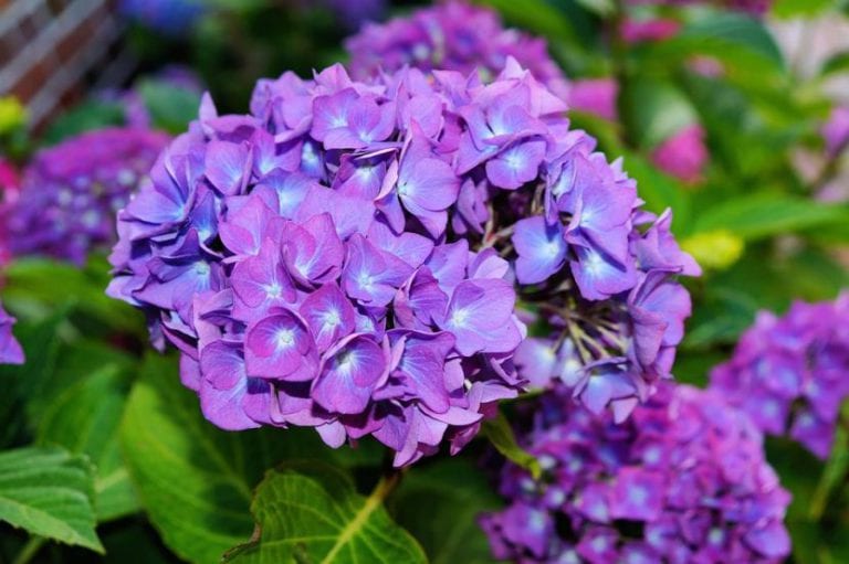 Hortensia en flor