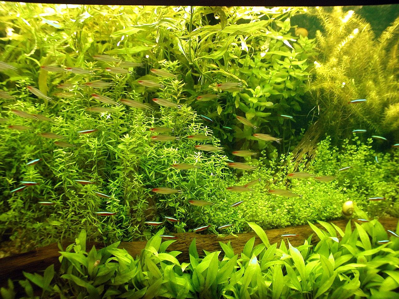 Plantas de acuario de agua fría: el acuario sin calentador