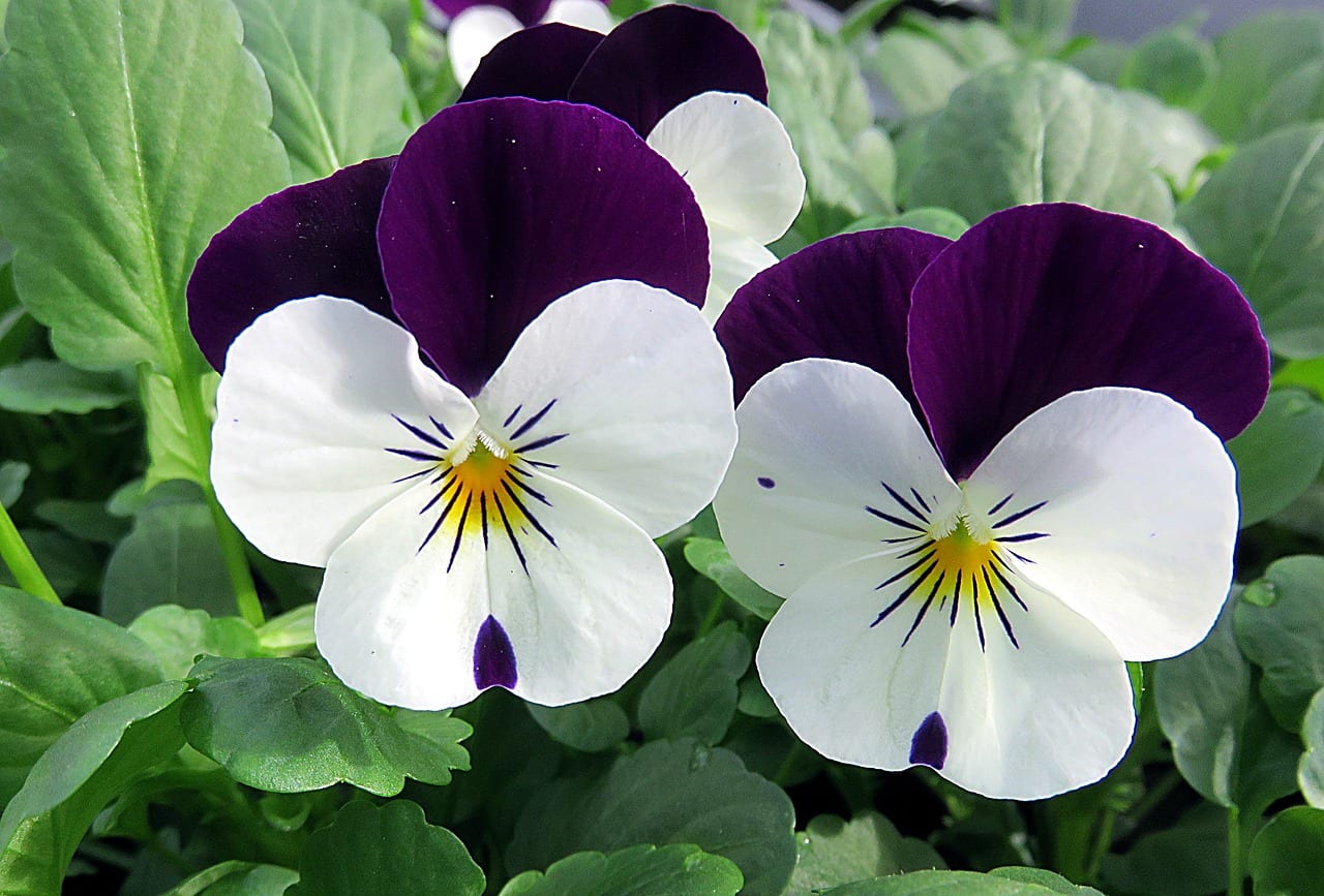 Plantas de invierno: qué mirar en el jardín en enero