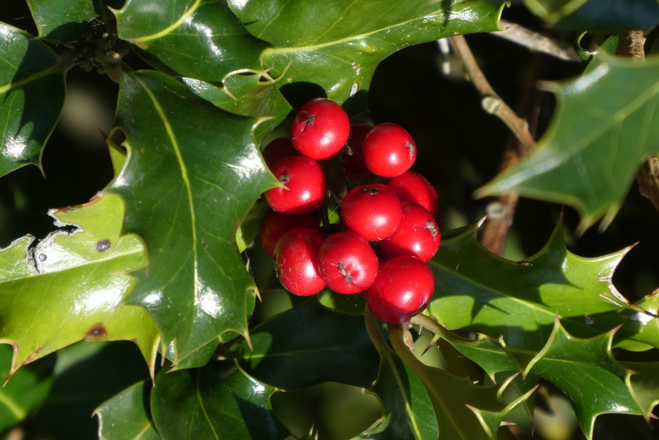 Plantas de Navidad: qué hacer con ellas en enero