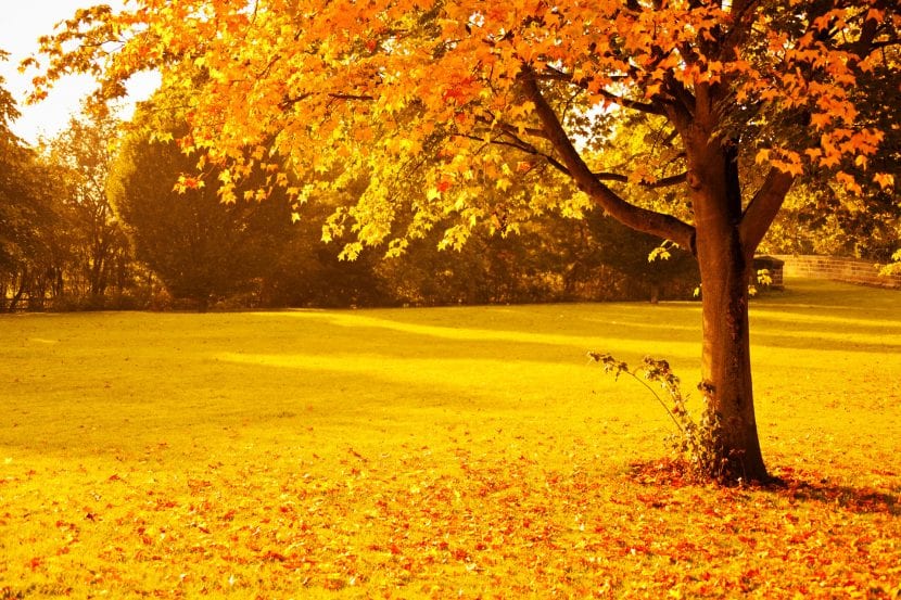 Arbolado en otoño con la hoja virando a tonos ocres y rojizos