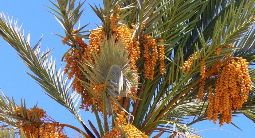Palmera datilera, Phoenix dactylifera, en cultivo