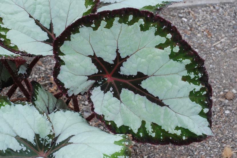 Begonia rex de hoja jaspeada, exigente en humedad ambiental