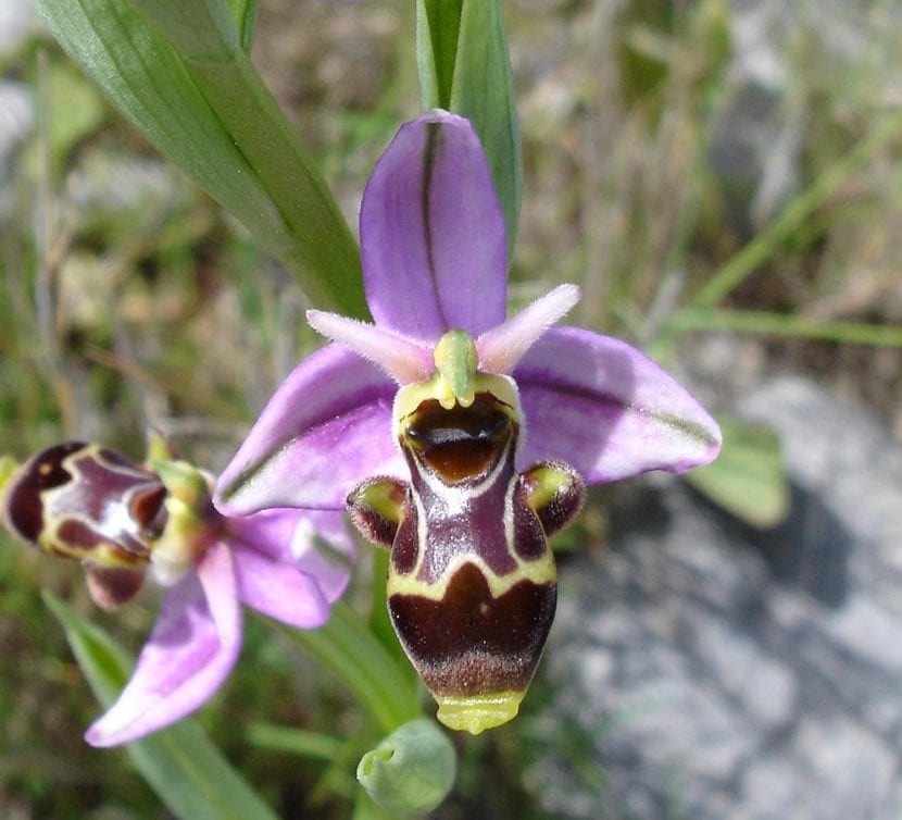 Flor de Ophrys scolopax, la orquídea abejera de becada