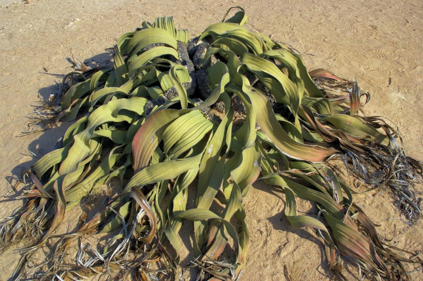 Welwitschia mirabilis en el desierto de Namibia