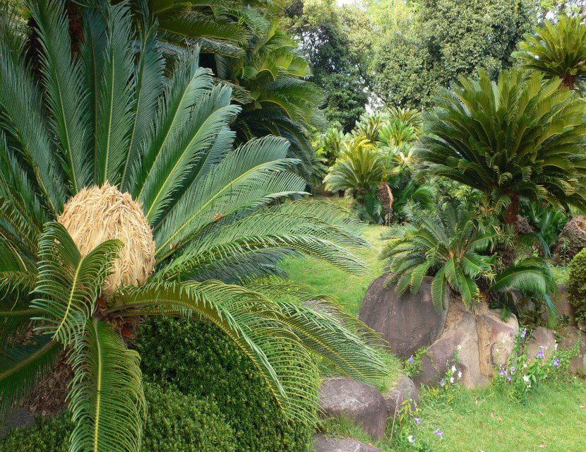 Grupo de Cycas revoluta plantadas en jardín