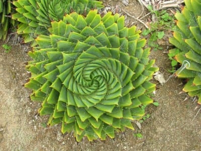 Roseta espiral de Aloe polyphylla