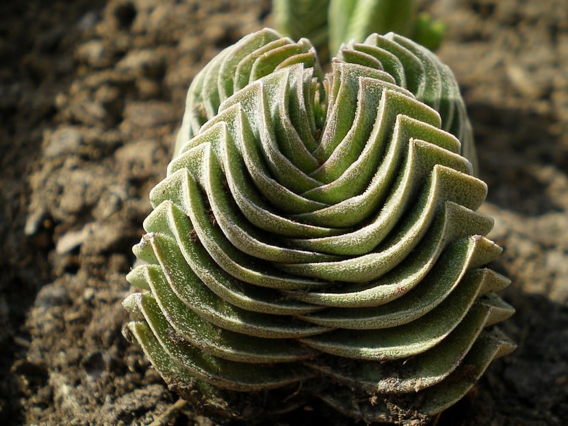 Plantas geométricas: filotaxis, Fibonacci y simetría floral