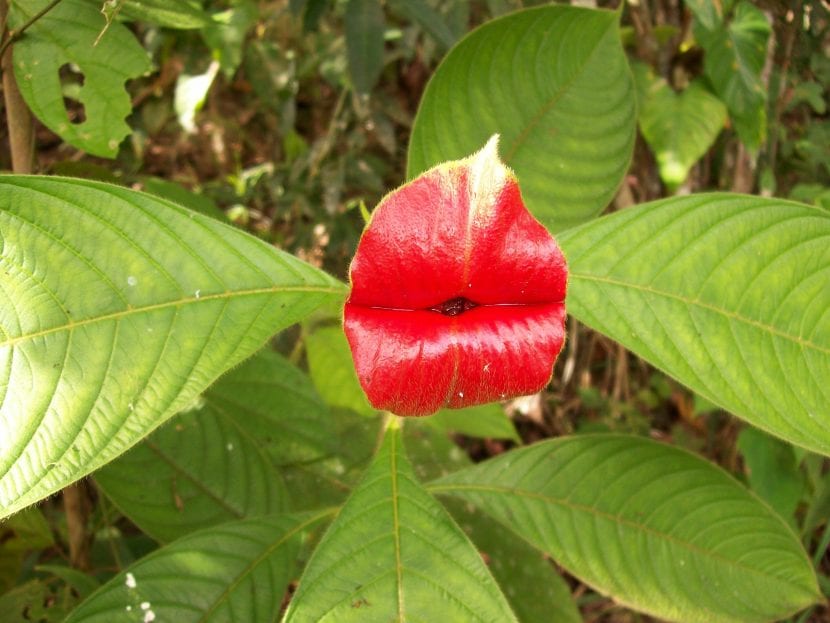 Brácteas rojas de Psychotria elata, la llamada flor del beso
