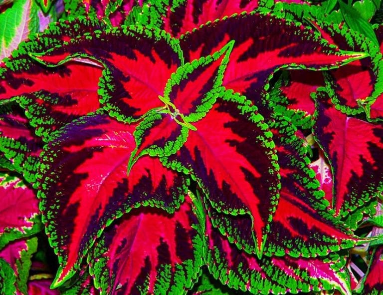 Hojas de cóleo con dibujo granate y verde