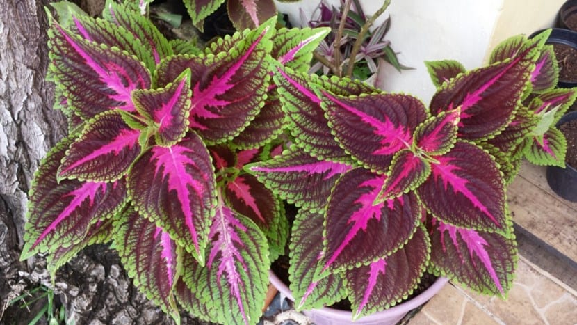 Cóleos: la hoja como flor, color, pinzado y esqueje