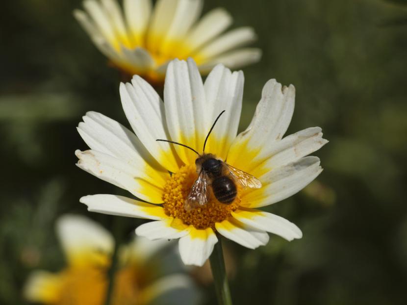 Plantas para atraer las abejas: qué necesita de verdad una abeja