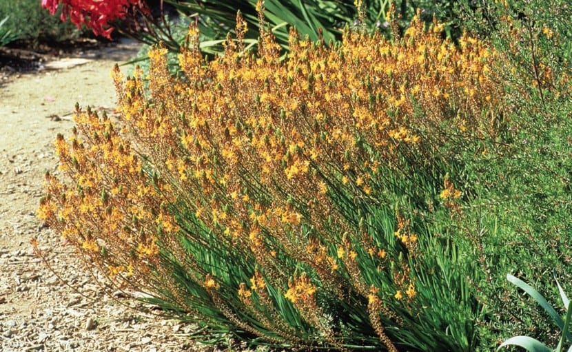 Bulbine frutescens: la bordura perfecta para canteros