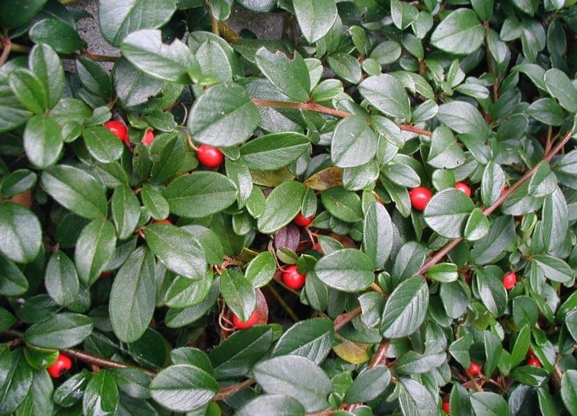 Plantas para tener en invierno dentro de casa