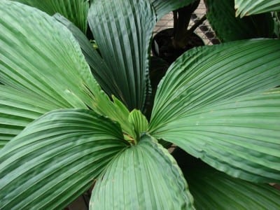 Carludovica palmata, con hojas palmeadas en el sotobosque