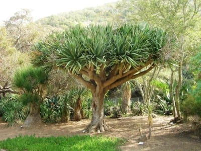 Drago, Dracaena draco, con su copa ramificada en paraguas