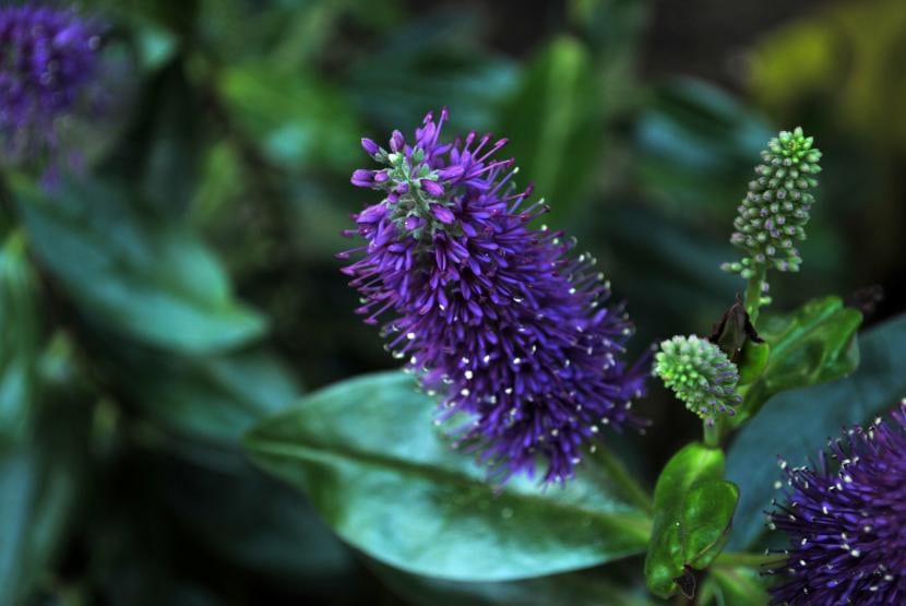 Hebe de porte compacto en jardín