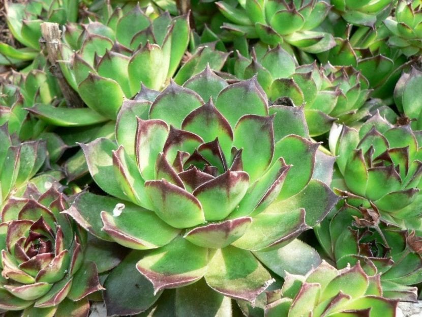 Sempervivum tectorum en roseta compacta sobre grava