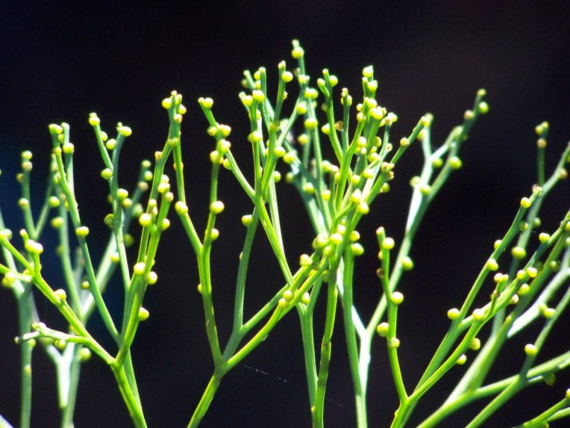 Psilotum nudum, con tallos dicótomos y sin hojas verdaderas