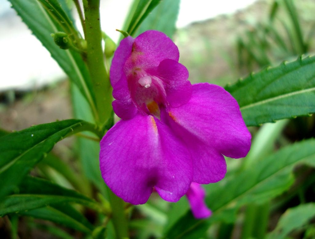 Plantas que se autosiembran: reglas de la resiembra en el jardín