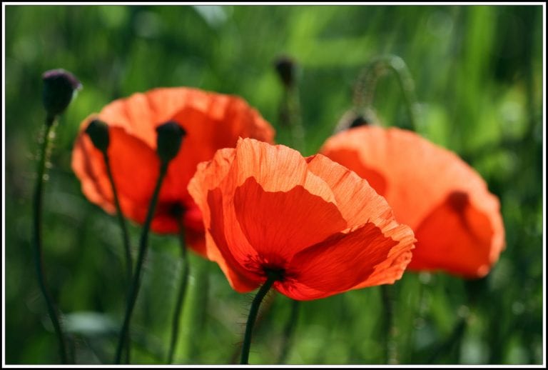 Grupo de amapolas silvestres