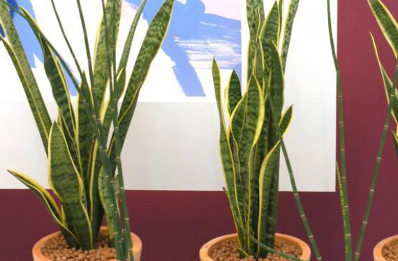 Plantas que soportan la falta de luz: hasta dónde aguantan