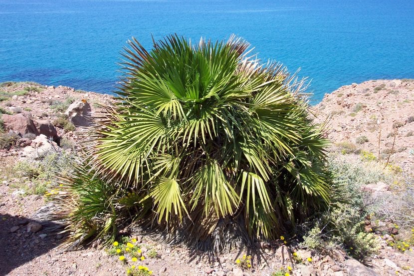 Chamaerops humilis, palmito, en jardín de costa