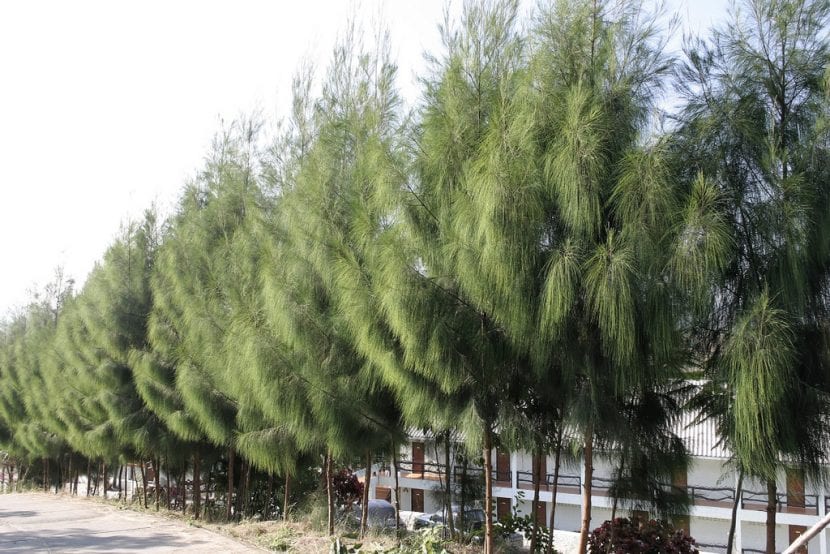 Casuarina, árbol usado como cortavientos en litoral salino