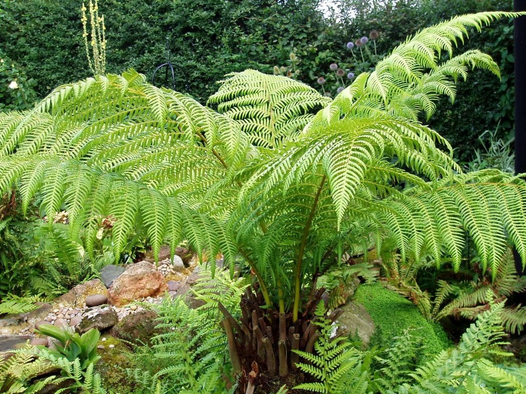 Plantas sin flores: cómo se reproducen sin flor