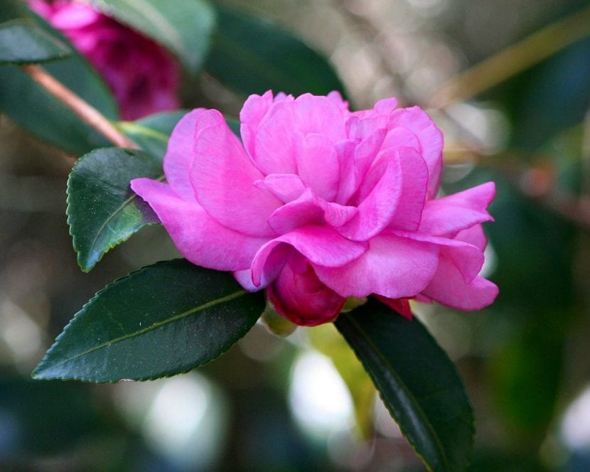 Camelia en flor, planta calcífuga de suelo ácido