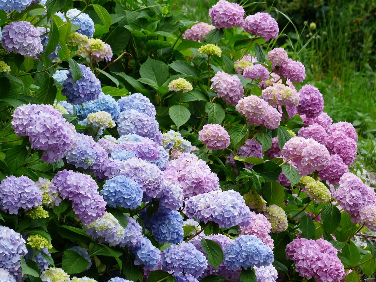 Plantas para suelos ácidos: qué ocurre bajo pH 5
