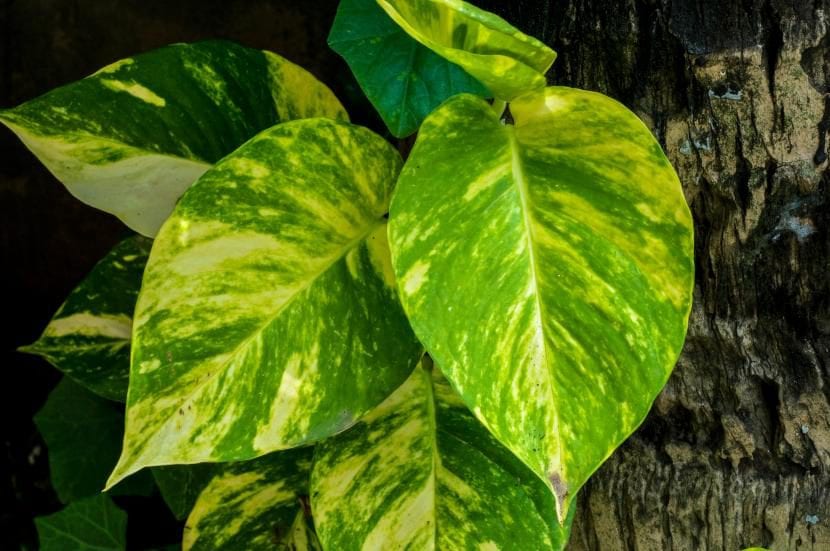 Hojas jaspeadas de potos, Epipremnum aureum