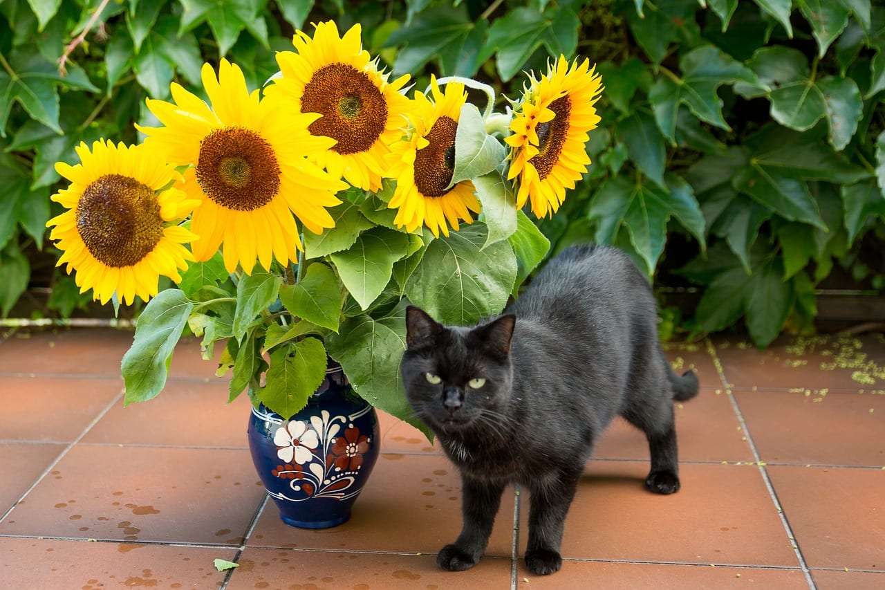 Plantas tóxicas para gatos: por qué su fisiología cambia todo