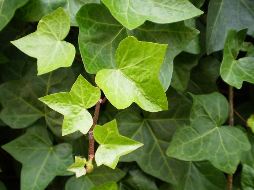 Hedera helix: la hiedra en la cultura y en el bosque