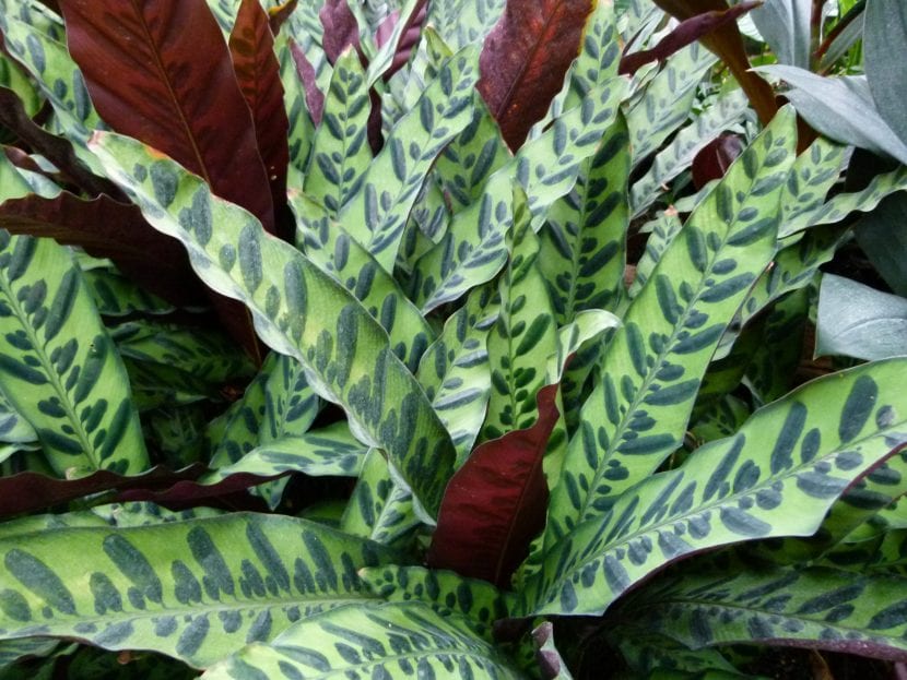 Hoja de Calathea lancifolia con su jaspeado característico