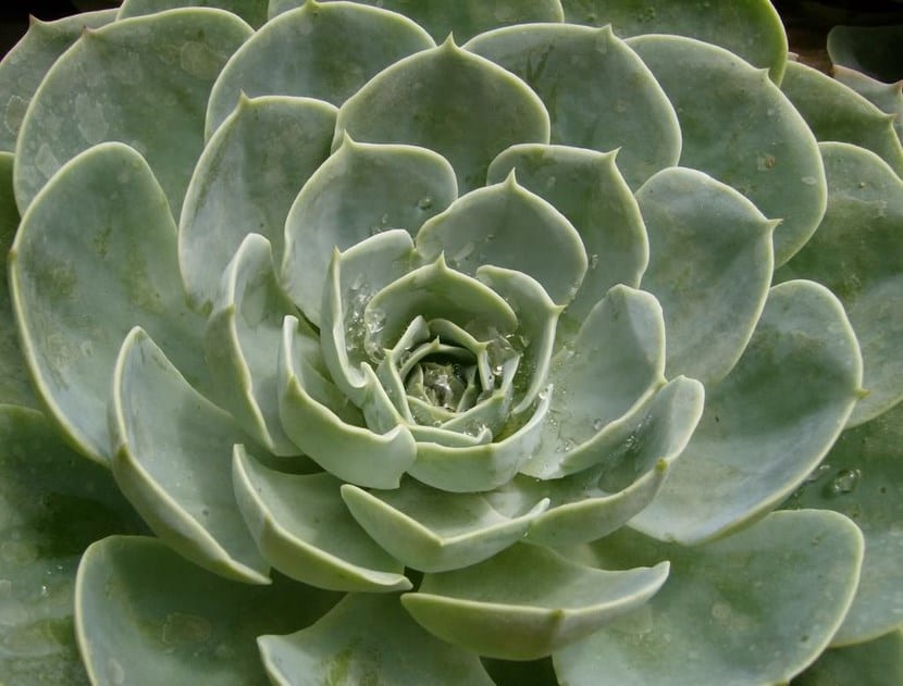 Plantas xerófilas: los cinco tipos según su estrategia