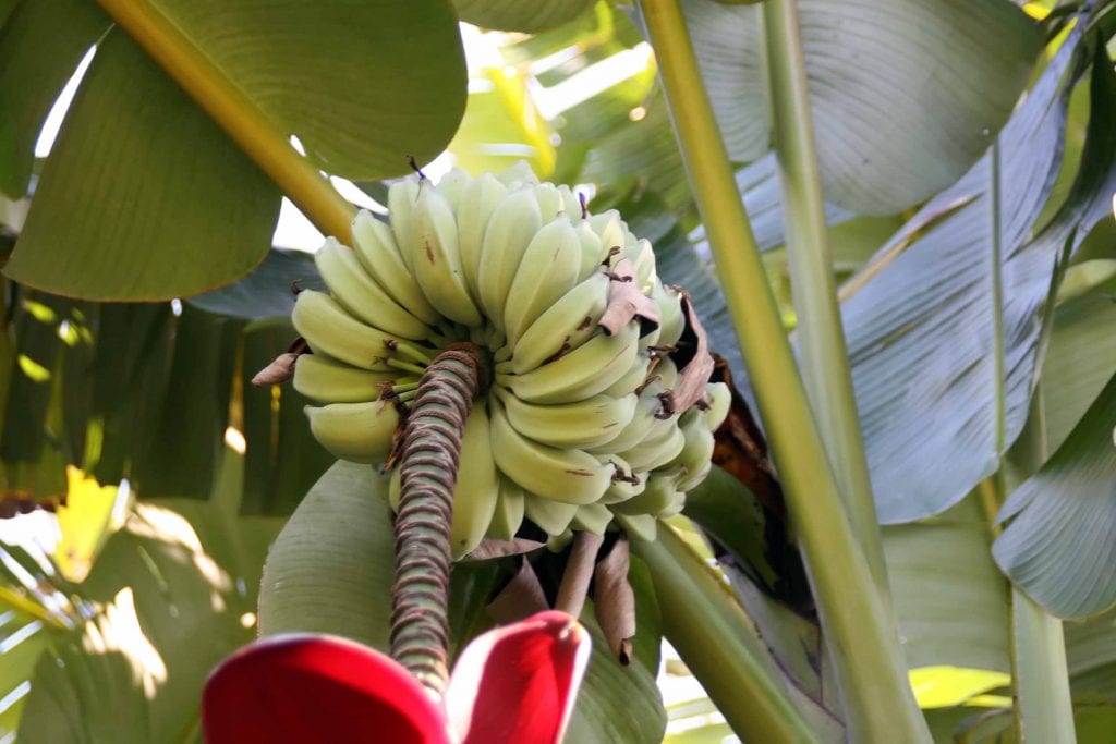Plátano macho: el alimento básico de 400 millones