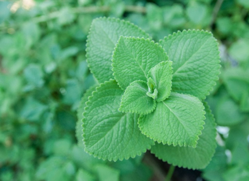 Coleus amboinicus, el orégano cubano