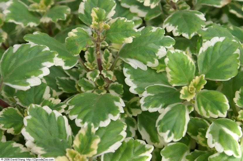 Plectranthus de hoja variegada