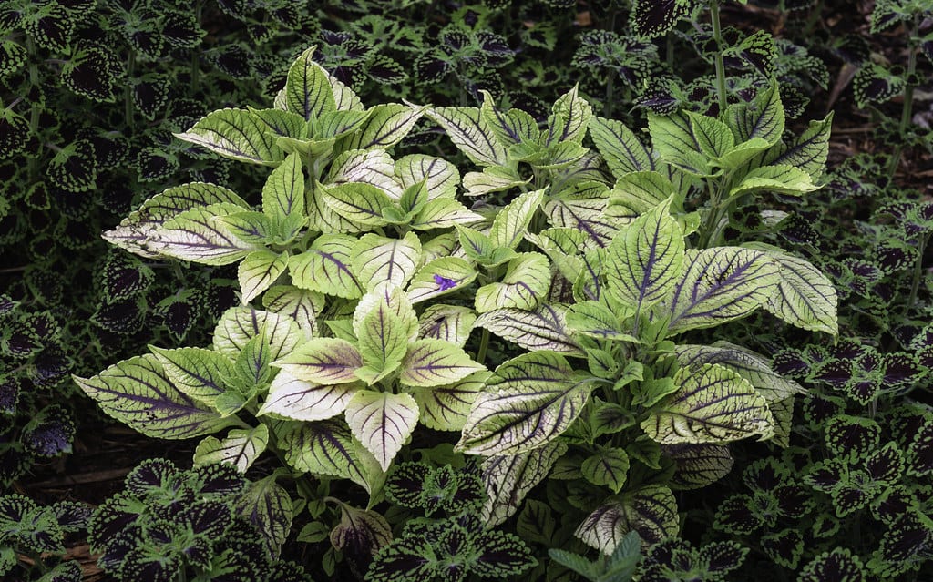 Plectranthus: el género, sus especies y el cambio a Coleus