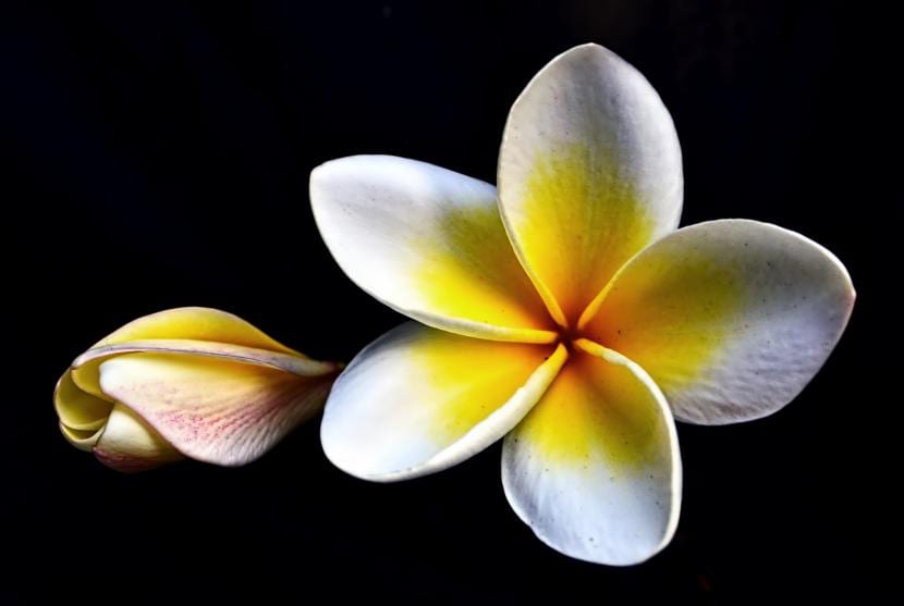 Plumeria en maceta: el reposo invernal y el cultivo dentro